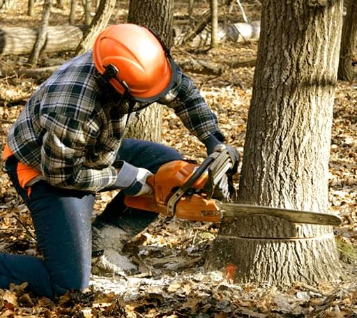 Tree Removal in Raymond, ME